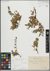 Foto von Salix alpina Scop. x Salix retusa L.